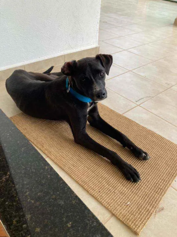 Cachorro ra a Sem raça definica idade 2 anos nome Sem nome