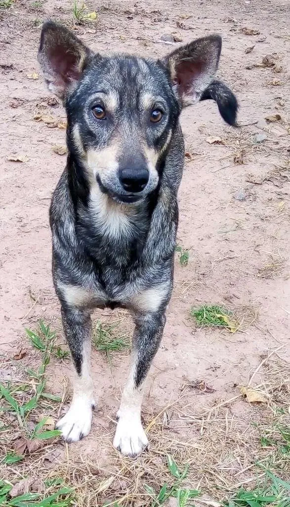 Cachorro ra a Srd idade 2 anos nome Darwin