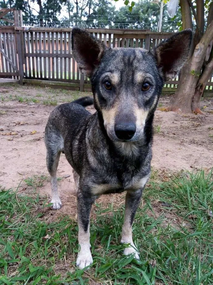 Cachorro ra a Srd idade 2 anos nome Darwin