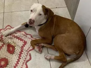 Cachorro raça Pitbull  idade 7 a 11 meses nome Spyke