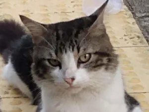 Gato raça Std idade 7 a 11 meses nome Valentim