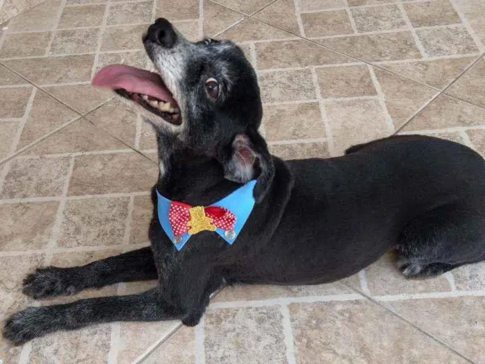 Cachorro raça Sem Raça Definida idade 6 ou mais anos nome Aslan