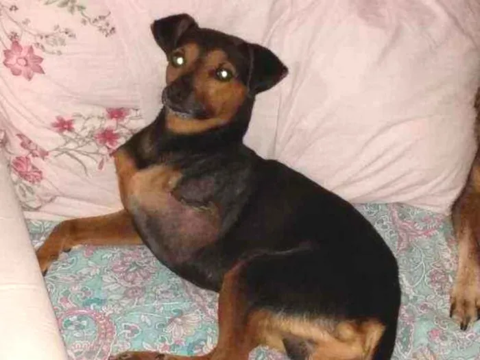 Cachorro ra a Srd idade 2 anos nome Noel