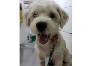 Cachorro raça Poodle mix idade 1 ano nome Spike
