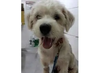Cachorro ra a Poodle mix idade 1 ano nome Spike