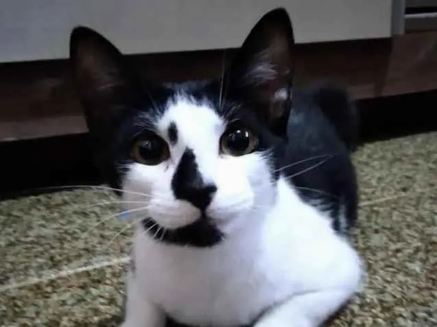 Gato ra a SRD-ViraLata idade 2 a 6 meses nome Estrela