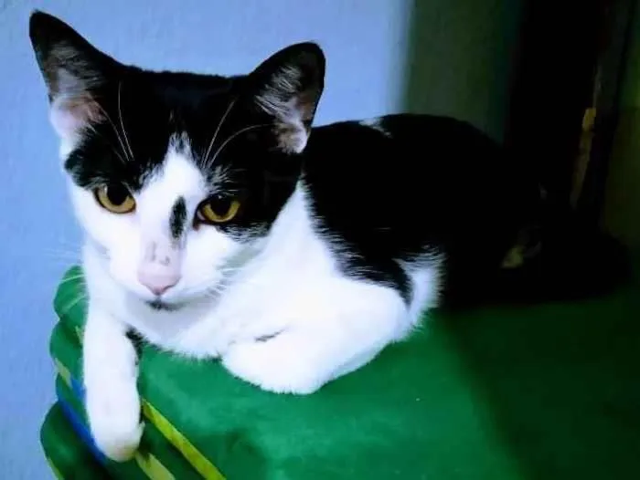 Gato ra a SRD-ViraLata idade 2 a 6 meses nome Lua