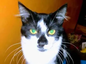 Gato raça SRD-ViraLata idade 2 a 6 meses nome Mar