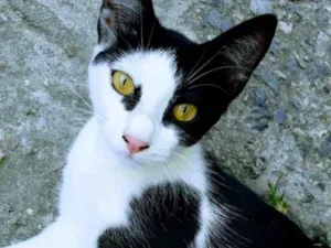 Gato raça SRD-ViraLata idade 2 a 6 meses nome Sol