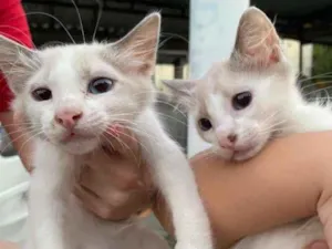 Gato raça SRD-ViraLata idade 2 a 6 meses nome Billy