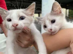 Gato raça SRD-ViraLata idade 2 a 6 meses nome Bella