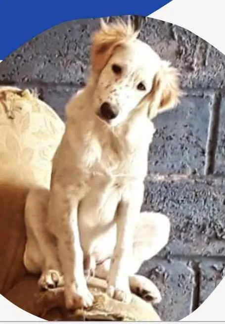 Cachorro raça Mestiço  idade 2 a 6 meses nome Olaf 