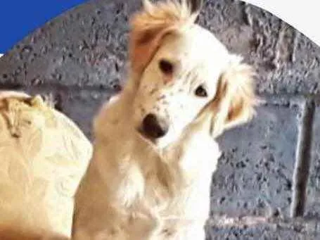 Cachorro raça Mestiço  idade 2 a 6 meses nome Olaf 