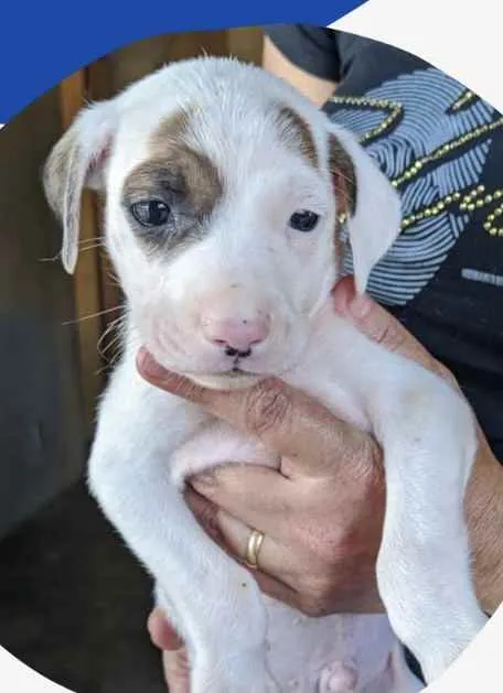 Cachorro ra a Mestiço  idade 2 a 6 meses nome Leon 