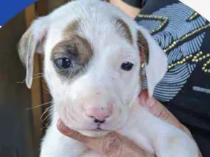 Cachorro raça Mestiço  idade 2 a 6 meses nome Leon 
