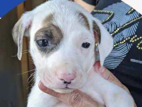 Cachorro ra a Mestiço  idade 2 a 6 meses nome Leon 