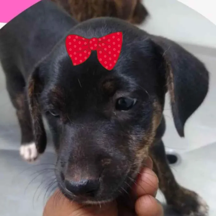 Cachorro ra a Mestiça  idade 2 a 6 meses nome Vênus 