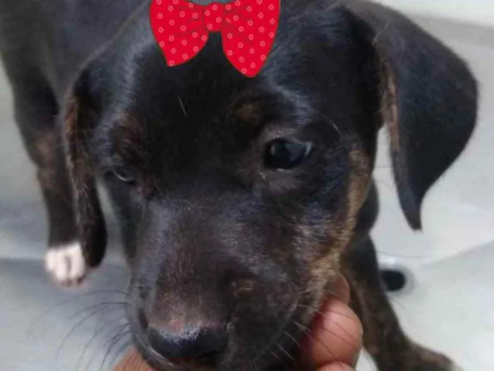 Cachorro ra a Mestiça  idade 2 a 6 meses nome Vênus 