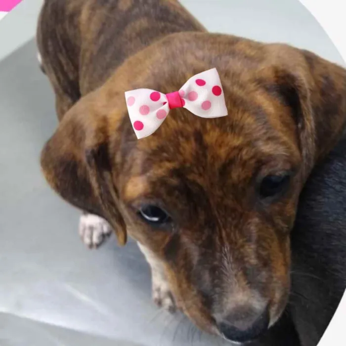 Cachorro ra a Mestiça  idade 2 a 6 meses nome Sol 