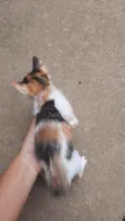 Gato
