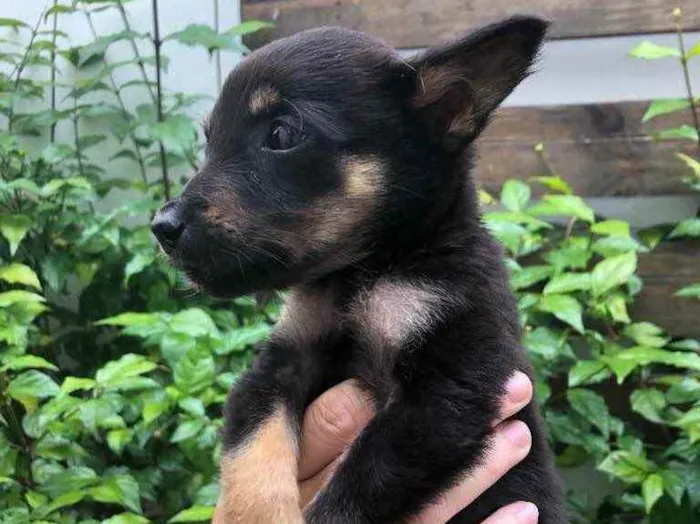 Cachorro raça Sem Raça Definida idade Abaixo de 2 meses nome Sem nome