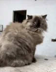 Tchuca