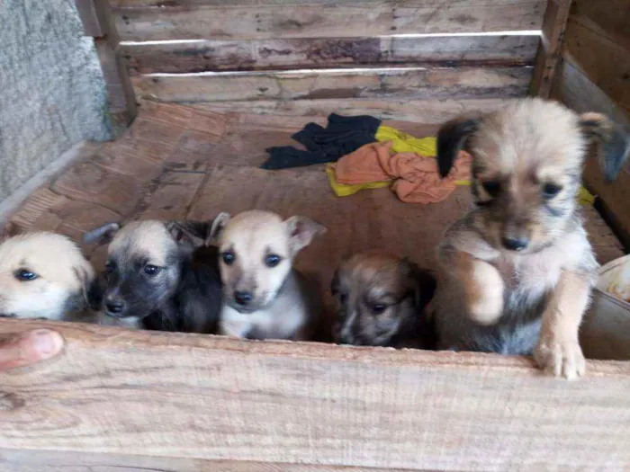 Cachorro ra a Vira latas idade Abaixo de 2 meses nome Sem nomes