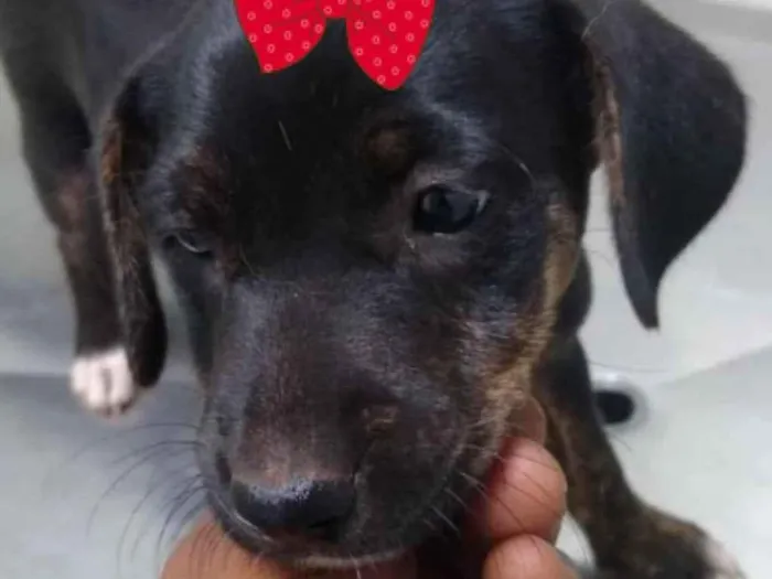 Cachorro ra a Mestiça  idade 2 a 6 meses nome Vênus 