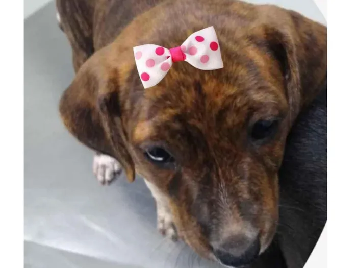 Cachorro ra a Mestiça  idade 2 a 6 meses nome Sol 