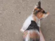 Gato