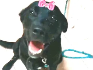 Cachorro raça Mestiça  idade 1 ano nome Lola 