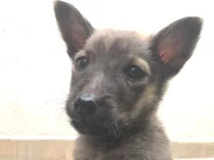 Cachorro raça Sem Raça Definida idade Abaixo de 2 meses nome Sem nome