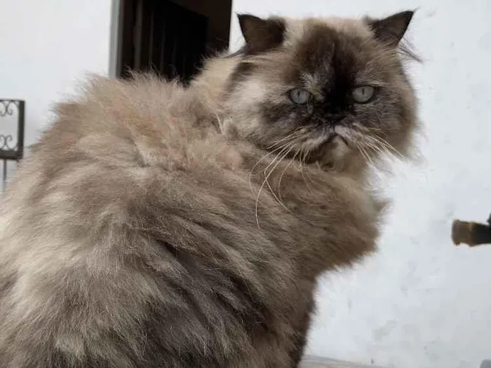 Gato ra a Persa  idade 6 ou mais anos nome Tchuca