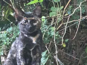 Gato raça SD idade 2 a 6 meses nome Lana