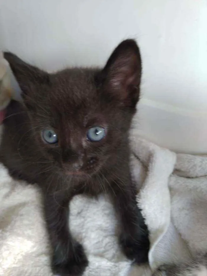 Gato raça  idade Abaixo de 2 meses nome Pretinha 