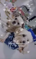 Cachorro raça  idade 5 anos nome Alfredo e Pedrita 