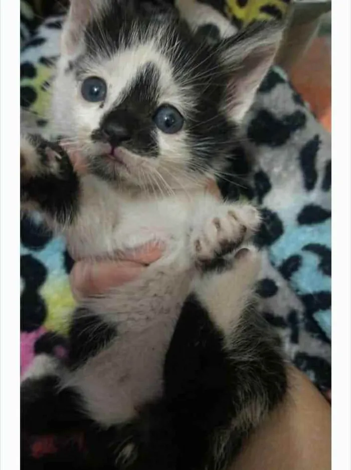 Gato raça Srd idade Abaixo de 2 meses nome Amrita