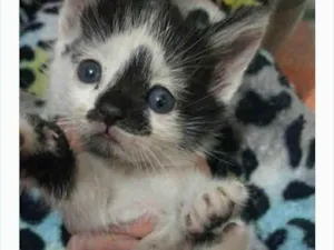Gato raça Srd idade Abaixo de 2 meses nome Amrita