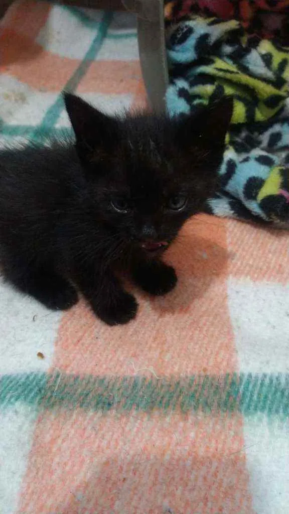 Gato raça Srd idade Abaixo de 2 meses nome Osiris