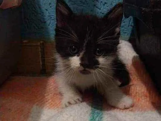 Gato raça Srd idade Abaixo de 2 meses nome Bhakti