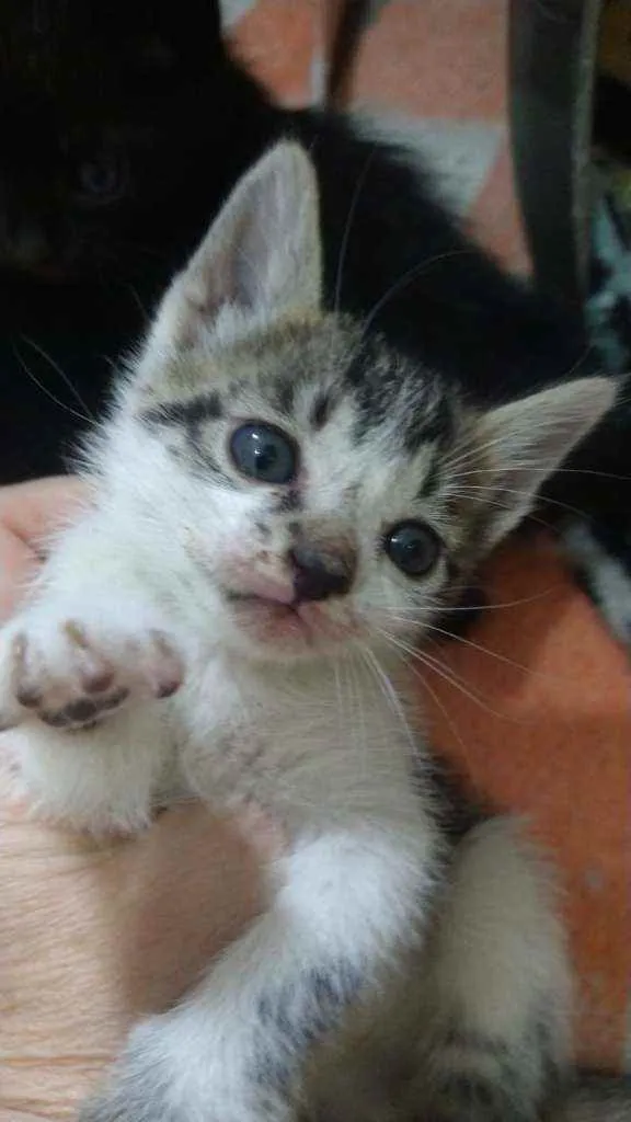 Gato raça Srd idade Abaixo de 2 meses nome Prana