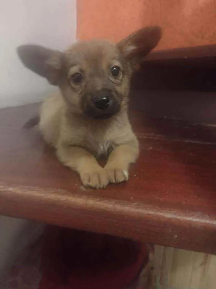 Cachorro raça Srd idade Abaixo de 2 meses nome Ravi
