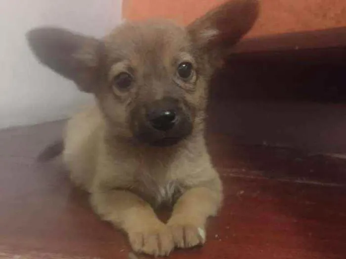 Cachorro raça Srd idade Abaixo de 2 meses nome Ravi