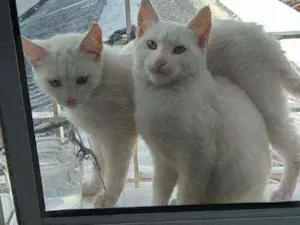 Gato raça Srd idade 2 a 6 meses nome Branca e Neve 