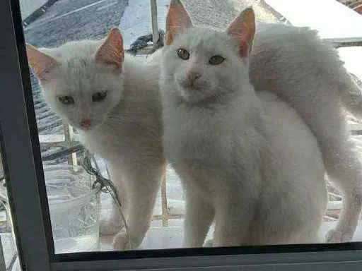 Gato raça Srd idade 2 a 6 meses nome Branca e Neve 