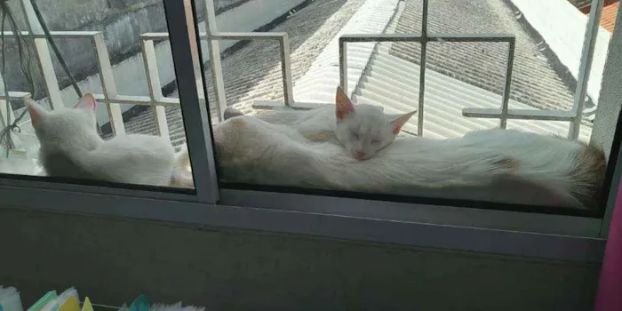 Gato raça Srd idade 2 a 6 meses nome Branca e Neve 