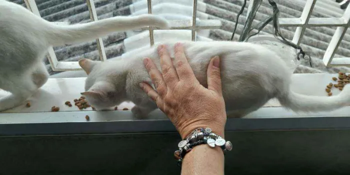 Gato raça Srd idade 2 a 6 meses nome Branca e Neve 