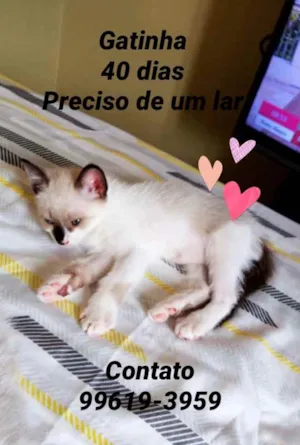 Gato raça Siamês  idade Abaixo de 2 meses nome Lindinha