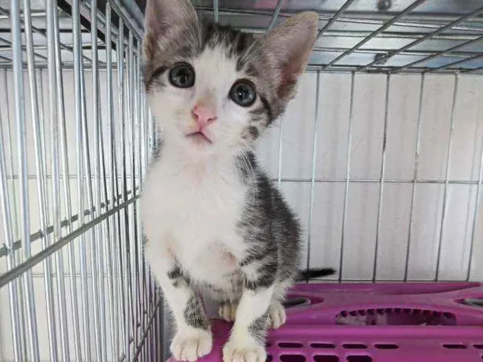 Gato ra a Srd idade 2 a 6 meses nome Blue, Cotoco e jorgi