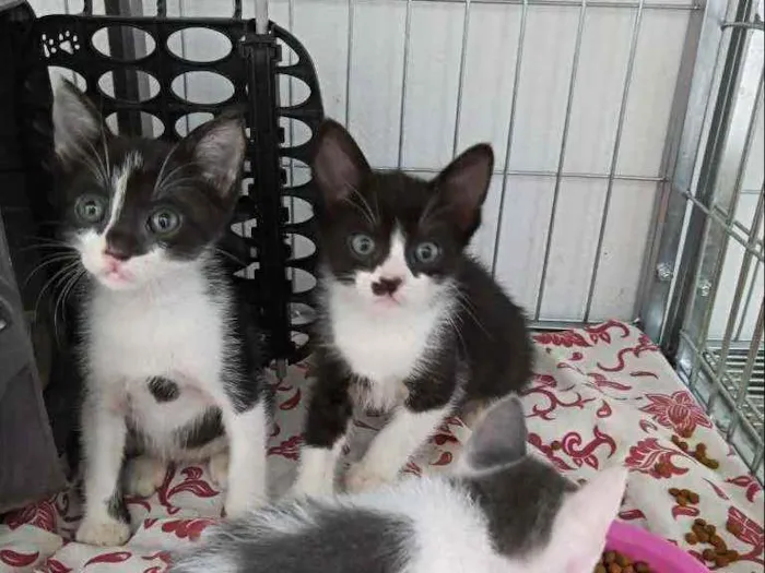 Gato ra a Srd idade 2 a 6 meses nome Blue, Cotoco e jorgi